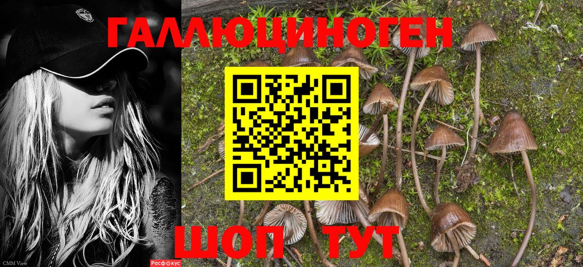 Галлюциногенные грибы мицелий  Галлюциногенные грибы Psilocybine cubensis  Вход с VPN  Мценск 